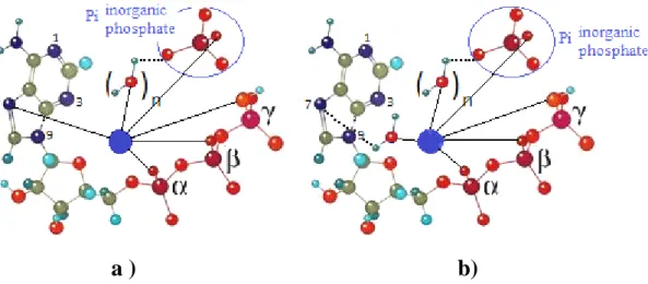 Fig 3: Structures for chelated ATP complexes formed by inner- (a) and outer-sphere (b) coordination of the purine  residue (the central ion “●” denotes a calcium ion