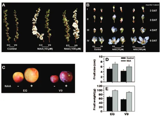Fig. 1.  Variation in response to NAA application due to diversity in auxin sensitivity between early (EG) and late (V9) plum cultivars