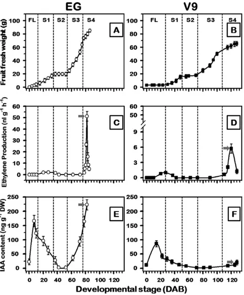 Fig. 2.  Representative fruit growth curves (A, B), changes in ethylene production (C, D), and IAA levels (E, F) during plum fruit development for the early-  and late-ripening cultivars EG and V9, respectively