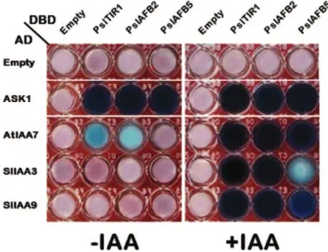 Fig. 3.  Differences in PslTIR1/AFBs–ASK1 and –Aux/IAAs interactions in  yeast. Y2H assays of the interaction (indicated by formation of blue colour)  were performed using PslTIR1/AFBs (as bait) in Y2HGold strain yeast and  ASK1 or Aux/IAAs (as prey) in Y1