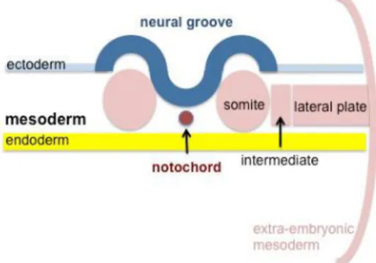 Figure 4 : Schéma représentant la différentiation des somites, d’après (2). 