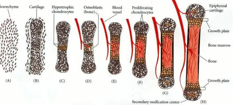 Figure 5 : Schéma représentant la formation des os longs d’après (3). 