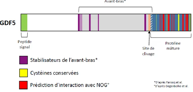 Figure 13 : Séquence de la protéine mature GDF5 d’après Protein Data Bank. 