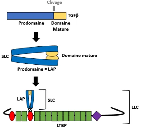 Figure 17 : Schéma représentant les étapes de formation du complexe LLC.