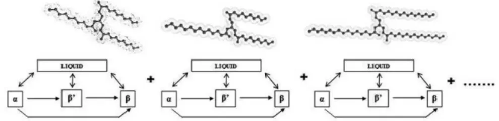 Figure 1. Typical triacylglycerol structures and possible solid-liquid phase transitions