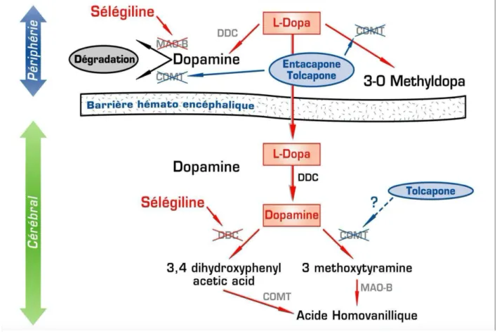 Figure 9 : Catabolisme de la L-Dopa (Site pharmacomedicale.org)  (46)