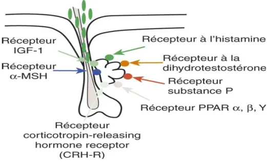 Figure 4 : Les différents récepteurs activant la production de sébum de la  glande sébacée