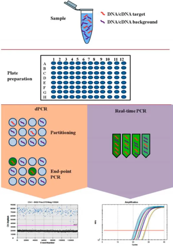 Figure 6 : Schématisation des techniques de PCR temps-réel et PCR digitale (41) 