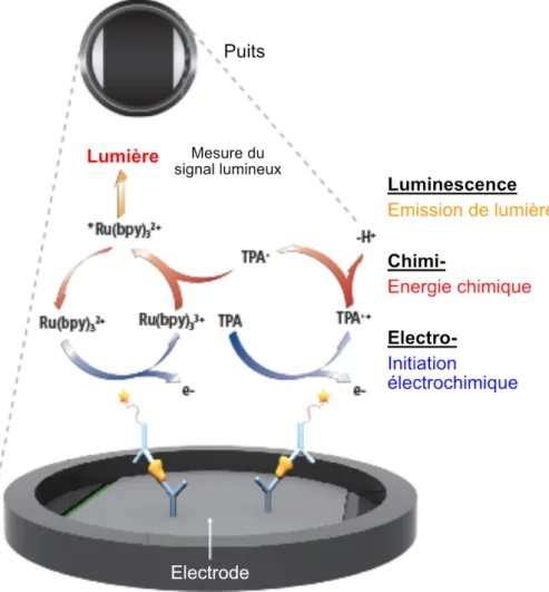 Figure 5 : Principe de l’électrochimiluminescence (d’après Mesoscale (8)) 