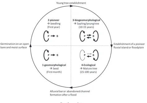 Figure 2. Biogeomorphological life cycle (BLC) of P. nigra during the fluvial biogeomorphologic succession (FBS)