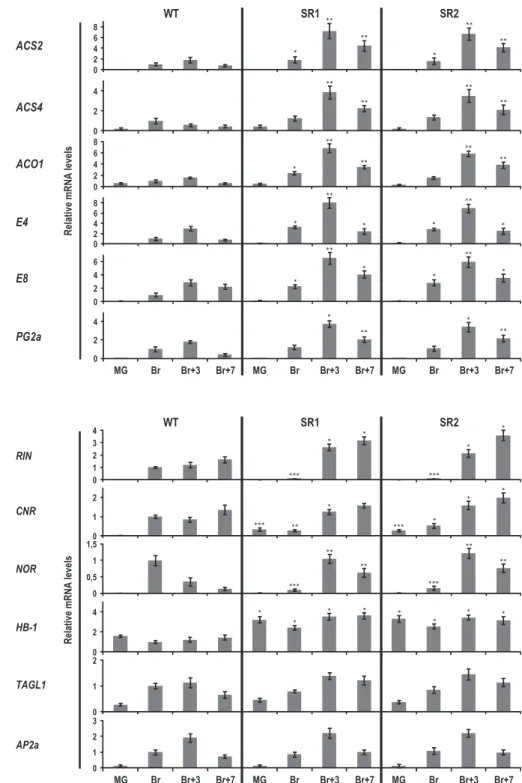 Fig. 7 Ripening-related gene expression in wild-type (WT) and ERF.B3-SRDX tomato (Solanum lycopersicum) lines during fruit ripening