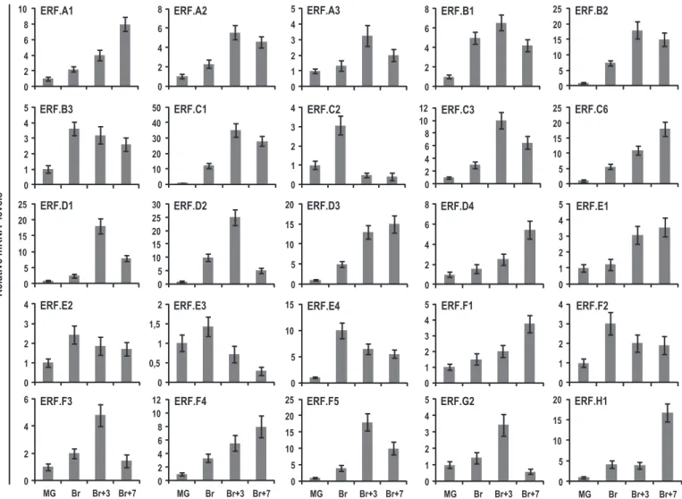 Fig. 1 Ripening-associated pattern of expression of tomato (Solanum lycopersicum) Ethylene Response Factor (ERF) genes