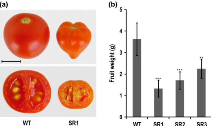 Fig. 3 Fruit morphology in wild-type (WT) and ERF.B3-SRDX tomato (Solanum lycopersicum) lines