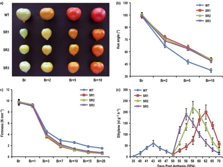 Fig. 4 Altered ripening features of ERF.B3-SRDX tomato (Solanum lycopersicum) fruits. (a) Different stages of fruit ripening of wild-type (WT) and ERF.B3-SRDX lines