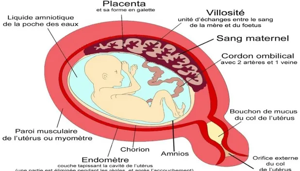 Figure 2 : le placenta vers la 16 ème  semaine de grossesse [3] 