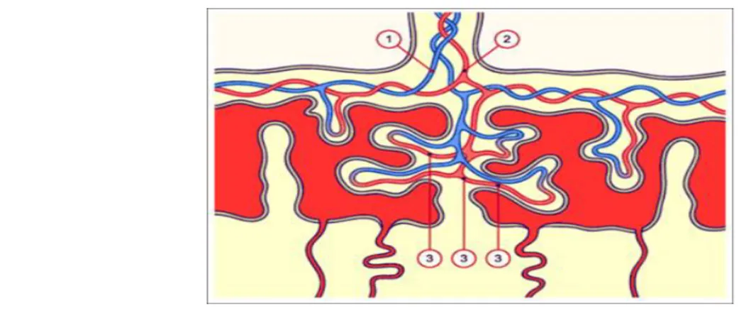 Figure 4 : la circulation sanguine placentaire [3] 