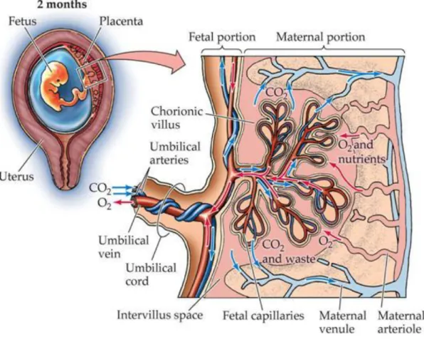 Figure 5 : schéma représentatif des échanges gazeux au sein du placenta [1] 