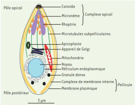 Figure 6: Cycle lytique du toxoplasme, et ses différentes étapes, extrait de Frénal K et Soldati- Soldati-Favre D (78)