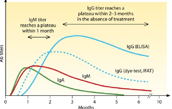 Figure 9: Cinétique des anticorps anti-T. gondii. D’après F. Robert-Gangneux et M. L. Dardé  (76)