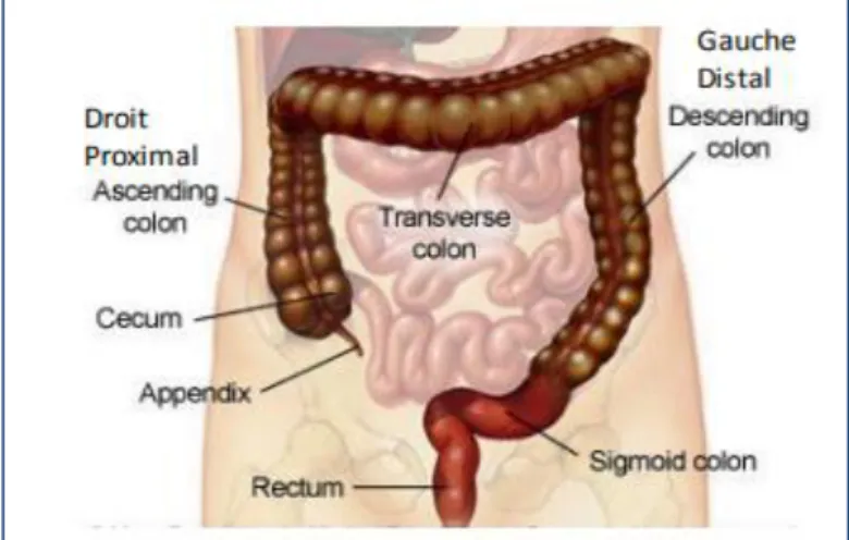 Figure 6. Mécanismes de défenses de la barrière intestinale (28) 