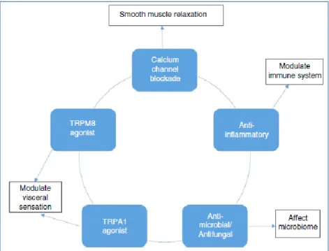 Figure 13. Mécanismes d'action potentiels de l'huile de menthe poivrée dans le tractus  gastro-intestinal (113) 