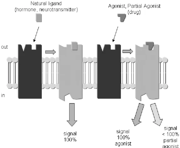 fig. 1). On parle aussi d’effet mimétique.  