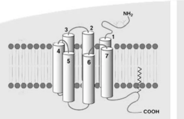 Figure  3  :  Structure  schématique  générale  des  récepteurs  couplés  aux  protéines  G
