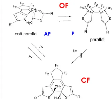 Figure 13 : Conformère AP en équilibre avec le conformère P non photoactif ; forme colorée CF.