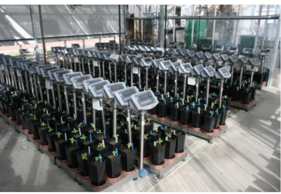 Figure 3.1 Pots were arranged on the balances in the greenhouse. 