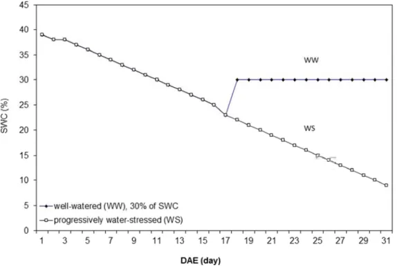 Figure 3.3 Pot weight evolution of water-stressed (WS) treatment 