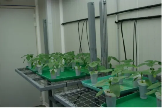 Figure 3.6 Examples of plants in the growth chamber 