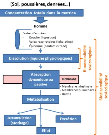 Figure I.1. De la concentration totale du contaminant dans la matrice étudiée à l’effet (modifié d’après la norme  EN ISO 17402) 