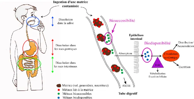 Figure I.2. Schématisation des notions de bioaccessibilité et biodisponibilité en cas d’ingestion d’une matrice  contaminée 