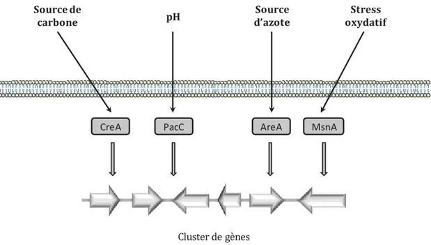 Figure 5 : Signaux environnementaux et éléments régulateurs impliqués dans les mécanismes de  régulation du métabolisme secondaire dans différentes espèces fongiques  