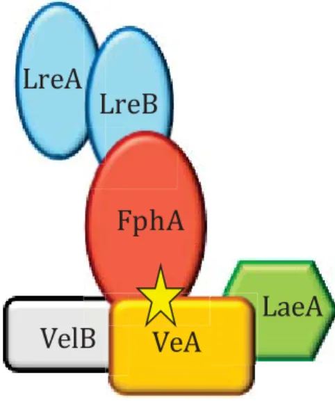Figure 8 : Modèle de liaison du complexe velvet aux récepteurs de lumière chez  Aspergillus nidulans