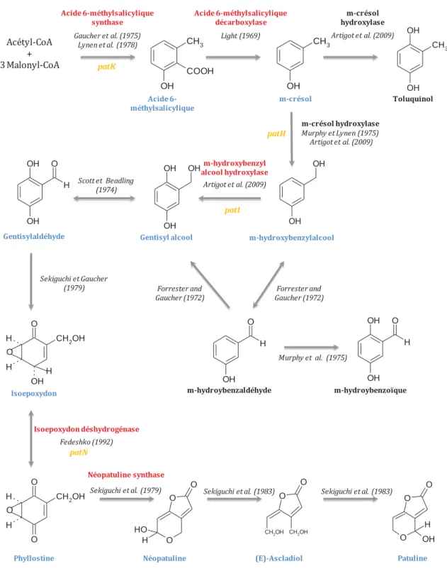 Figure 12 : Voie de biosynthèse de la patuline et des composés apparentés  