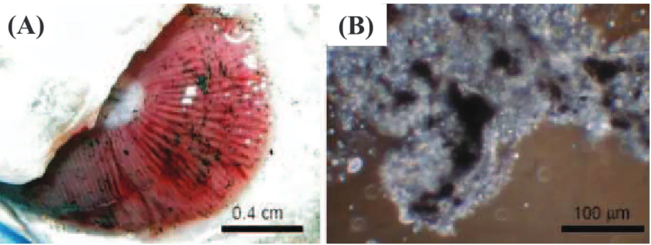 Figure  I.6:  (A)  Sécrétion  de  mucus  et  adsorption  de  NTCSW  à  la  surface  de  branchies  de 