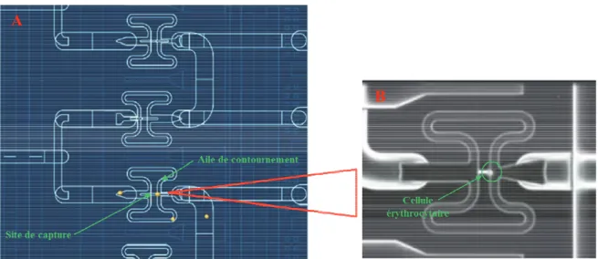 Figure IV.5 : Représentation schématique de la structure des cham puce  C 1 TM