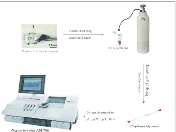 Figure  IV.2  :  protocole  de  mesure  des  différents  paramètres  san laevis exposées pendant 8 h à des concentrations de