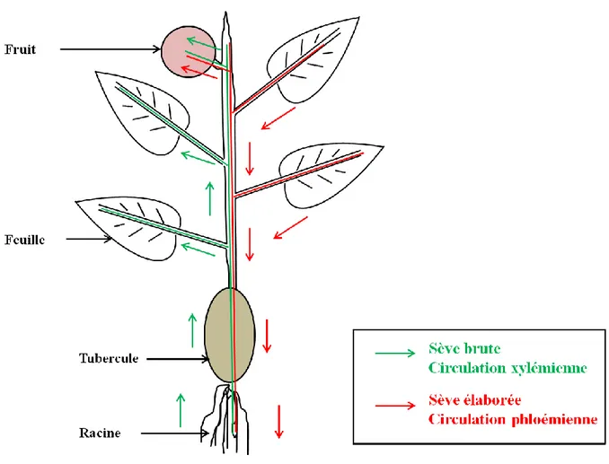 Fig. 4. Schéma des flux de sève brute et élaborée dans une plante 