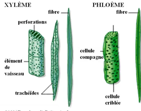 Fig. 5. Cellules constitutives des vaisseaux de xylème et de phloème 