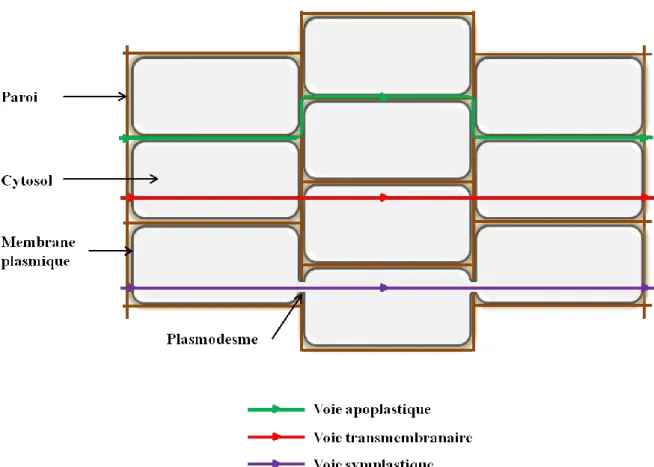 Fig. 8. Schéma des différentes voies de transfert d’un xénobiotique dans un tissu végétal 