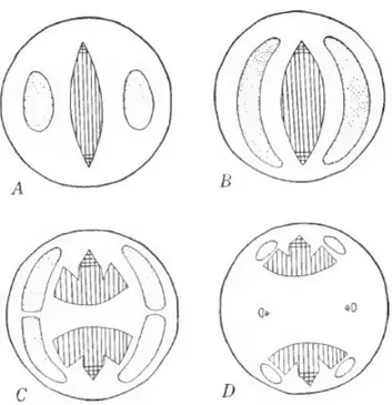 Fig. 9. Diagrammes des différents stades de la transition vasculaire chez le radis en coupes transversales