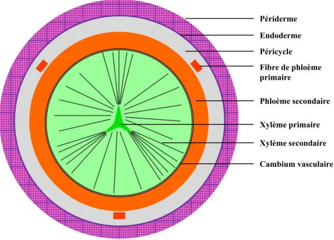 Fig. 12. Organisation des tissus d’un hypocotyle de radis à maturité Adapté de Raven et al