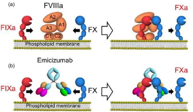 Figure 4 – Illustration schématique du mode d'action de l'Emicizumab –  Interaction du  FVIIIa (A) ou de l’Emicizumab (B) avec le facteur IX activé et facteur X (43) 