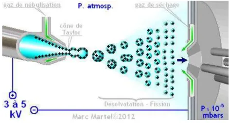 Figure 6 – Représentation schématique du principe d’ionisation par ESI. 