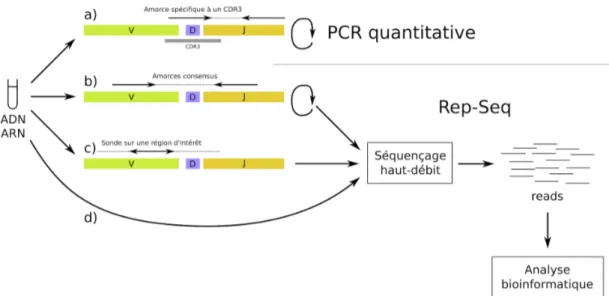 Figure 2.9 – Stratégies pour le Rep-Seq (b, c et d). Aujourd’hui, l’approche principale pour étudier le répertoire immunologique est d’utiliser des amorces de PCR.
