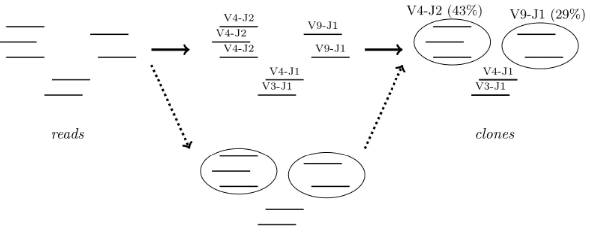 Figure 3.2 – Actuellement, la plupart des méthodes bioinformatiques Rep-Seq ont pour but d’identifier et de quantifier le répertoire V(D)J en regroupant les reads en clones