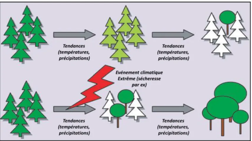 Figure 7 : Illustration de l'impact d’un événement climatique extrême dans une dynamique d’évolution d’un  écosystème forestier (ici changement de composition spécifique); adapté de (Jentsch et al., 2007)