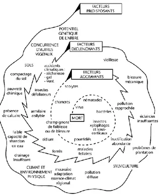 Figure 9 : Illustration d’un modèle de dépérissement forestier : Modèle en spirale de Manion, adapté par  (Landmann, 1994).
